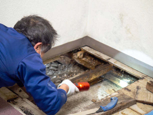 Best Mold Remediation  in Prospect Park, NJ