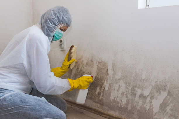 Best Office Mold Removal Services  in Prospect Park, NJ
