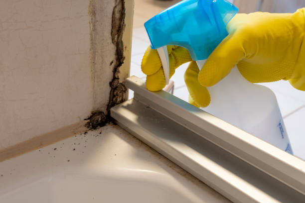 Best Emergency Mold Removal  in Prospect Park, NJ