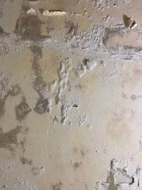 Best Same-Day Mold Removal  in Prospect Park, NJ