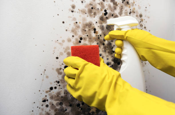 Best Local Mold Removal Service  in Prospect Park, NJ