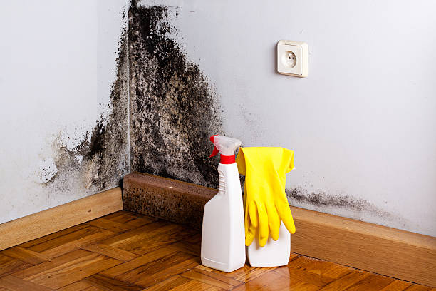 Best Crawl Space Mold Removal  in Prospect Park, NJ