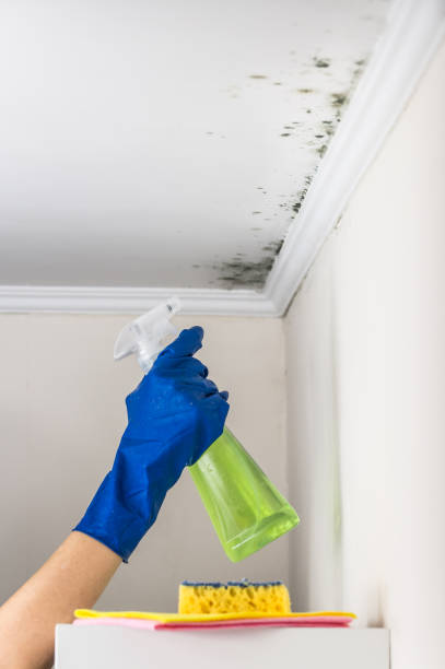 Professional Mold Removal in Prospect Park, NJ
