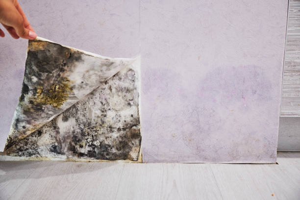 Best Toxic Mold Removal  in Prospect Park, NJ